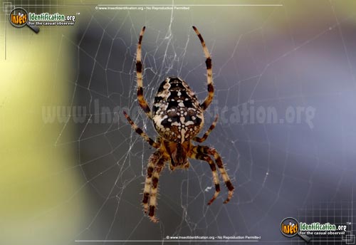Thumbnail image #3 of the Cross-Orbweaver-Spider