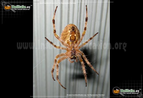 Thumbnail image #11 of the Cross-Orbweaver-Spider