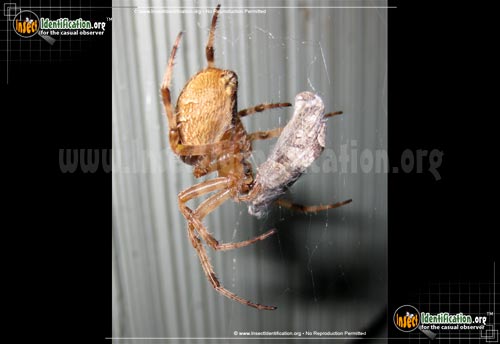 Thumbnail image #7 of the Cross-Orbweaver-Spider