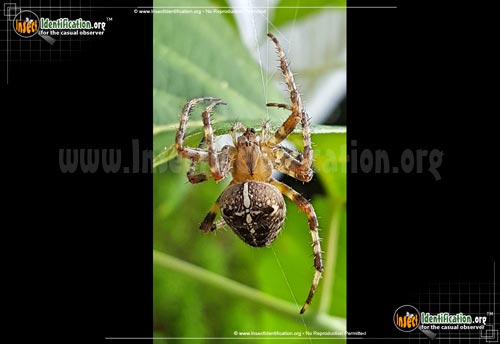 Thumbnail image #2 of the Cross-Orbweaver-Spider