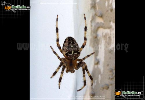 Thumbnail image #9 of the Cross-Orbweaver-Spider