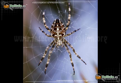 Thumbnail image of the Cross-Orbweaver-Spider