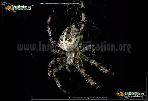 Thumbnail image #10 of the Cross-Orbweaver-Spider