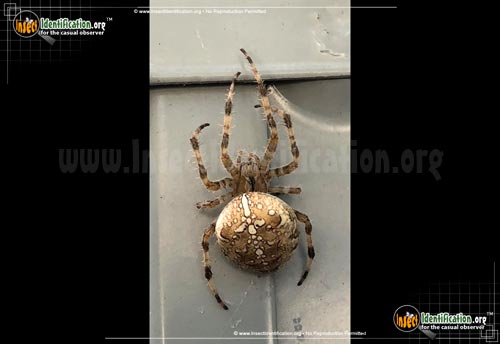 Thumbnail image #12 of the Cross-Orbweaver-Spider