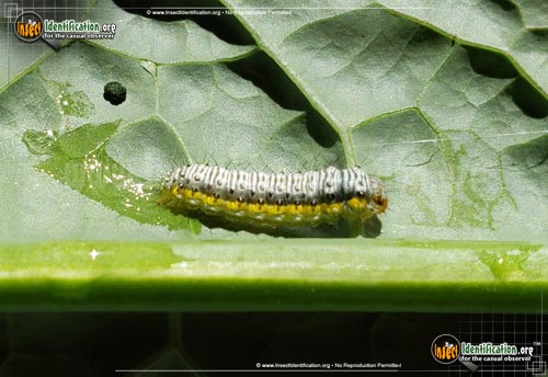 Thumbnail image of the Cross-Striped-Cabbage-Worm-Moth