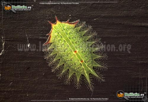 Thumbnail image #2 of the Crowned-Slug-Moth