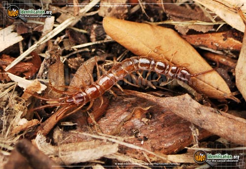Thumbnail image of the Cryptopid-Centipede