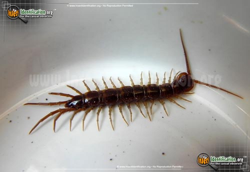 Thumbnail image #2 of the Cryptopid-Centipede