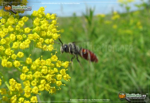 Thumbnail image of the Cuckoo-Bee