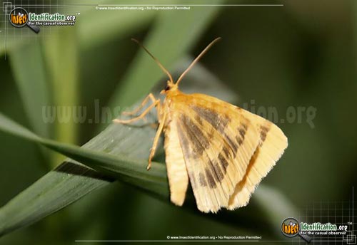 Thumbnail image #2 of the Currant-Spanworm-Moth