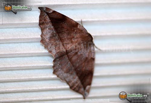 Thumbnail image of the Curve-Toothed-Geometer-Moth