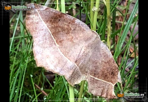 Thumbnail image #3 of the Curve-Toothed-Geometer-Moth