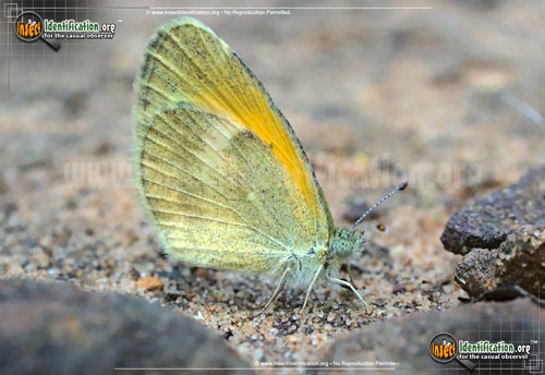 Thumbnail image #4 of the Dainty-Sulphur-Butterfly