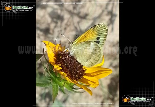 Thumbnail image #2 of the Dainty-Sulphur-Butterfly