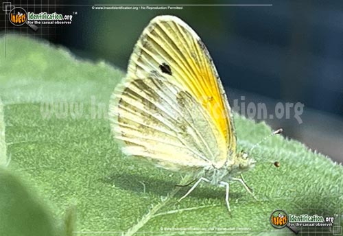 Thumbnail image of the Dainty-Sulphur-Butterfly