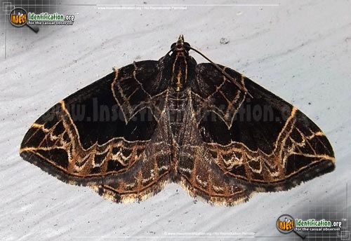 Thumbnail image of the Dark-Banded-Geometer-Moth