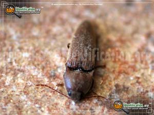 Thumbnail image #2 of the Dark-Brown-Click-Beetle-Limonius