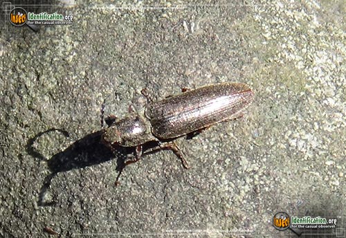 Thumbnail image #3 of the Dark-Brown-Click-Beetle-Limonius