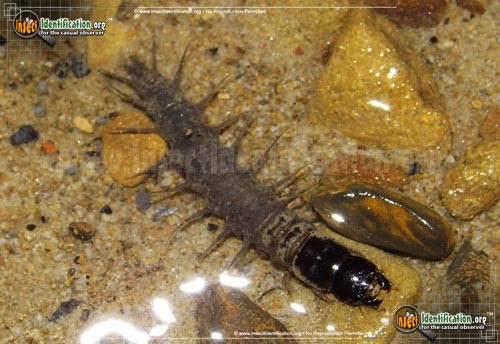 Thumbnail image of the Dark-Fishfly