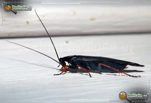 Thumbnail image of the Dark-Wood-Cockroach