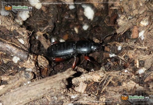Thumbnail image of the Darkling-Beetle-Argoporis