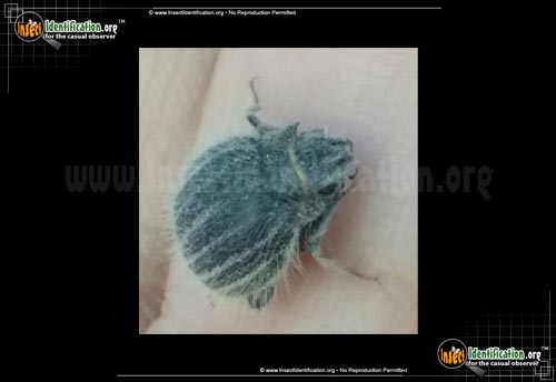 Thumbnail image of the Darkling-Beetle-Edrotes-ventricosus