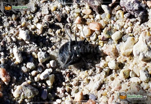 Thumbnail image #4 of the Darkling-Beetle-Edrotes-ventricosus
