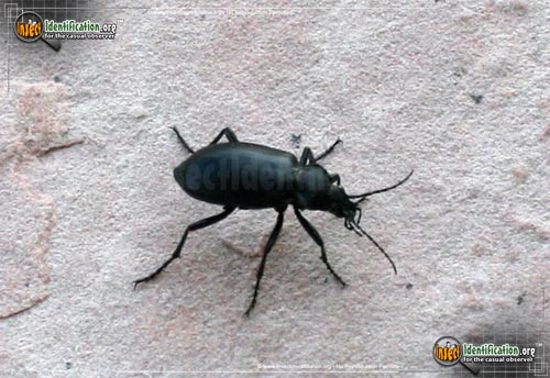 Thumbnail image of the Darkling-Beetle