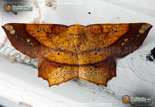 Thumbnail image of the Deep-Yellow-Euchlaena-Moth