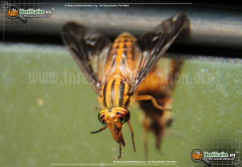 Thumbnail image of the Deer-Fly-Chrysops-Vittatus