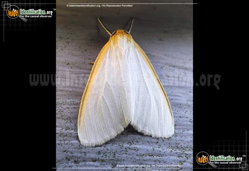 Thumbnail image #2 of the Delicate-Cycnia-Moth