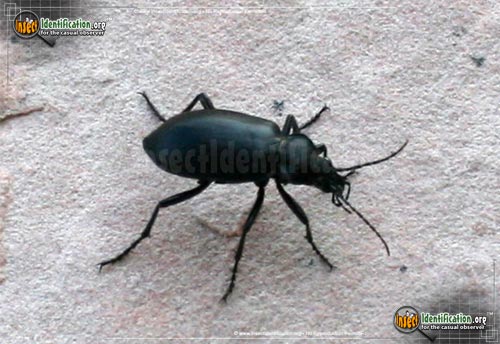 Thumbnail image #2 of the Desert-Stink-Beetle