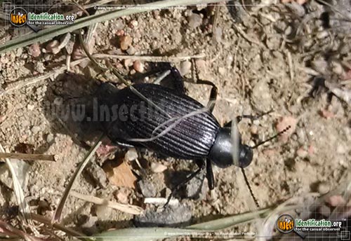 Thumbnail image #3 of the Desert-Stink-Beetle