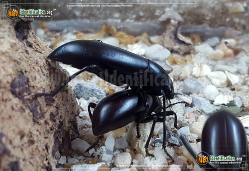 Thumbnail image of the Desert-Stink-Beetle