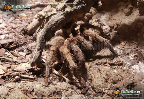 Thumbnail image of the Desert-Tarantula