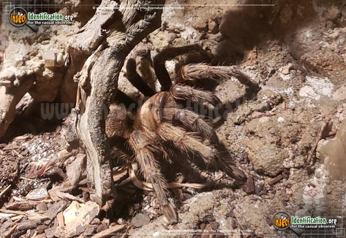 Thumbnail image #2 of the Desert-Tarantula