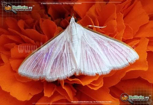 Thumbnail image #2 of the Diaphania-Costata-Moth