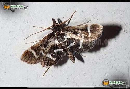 Thumbnail image of the Diasemiodes-Janassialis-Moth