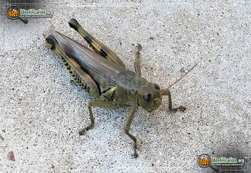 Thumbnail image of the Differential-Grasshopper