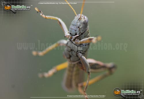 Thumbnail image #7 of the Differential-Grasshopper