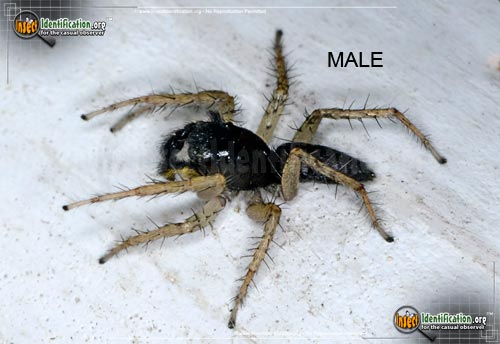 Thumbnail image of the Dimorphic-Jumping-Spider