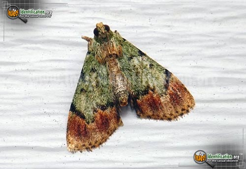 Thumbnail image of the Dimorphic-Macalla-Moth