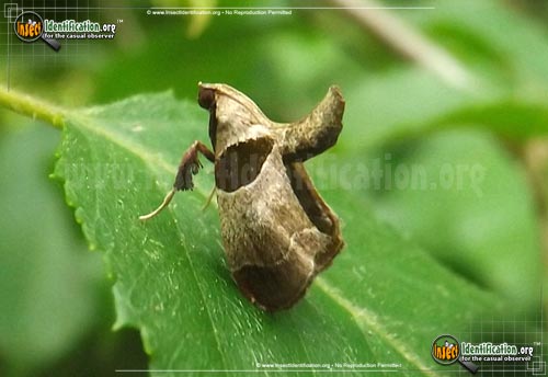 Thumbnail image of the Dimorphic-Tosale-Moth