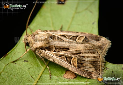 Thumbnail image of the Dingy-Cutworm-Moth