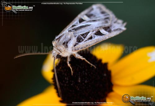 Thumbnail image #2 of the Dingy-Cutworm-Moth