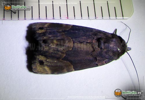 Thumbnail image of the Dinumma-Deponens-Moth