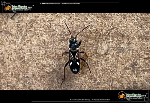 Thumbnail image of the Dirt-Colored-Seed-Bug-Raglius-alboacuminatus
