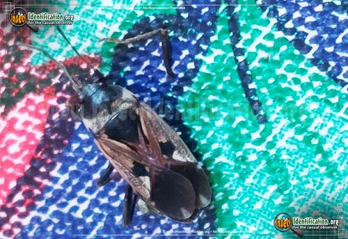 Thumbnail image of the Dirt-Colored-Seed-Bug-Rhyparochromus-Vulgaris