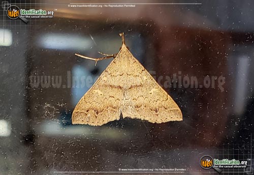 Thumbnail image of the Discolored-Renia-Moth