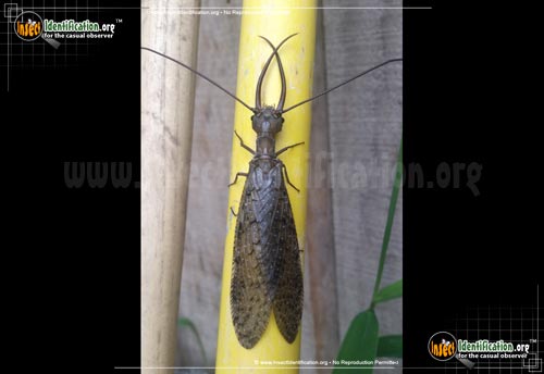Thumbnail image #5 of the Dobsonfly